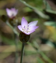 Xeranthemum cylindraceum
