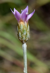 Xeranthemum cylindraceum