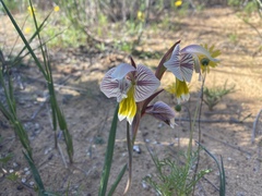 Gladiolus watermeyeri