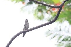 Muscicapa sibirica