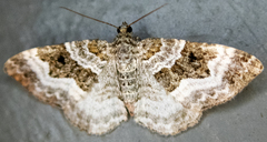 Epirrhoe alternata