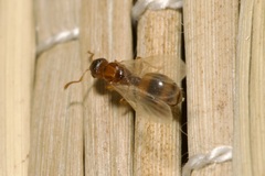 Temnothorax