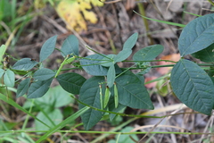 Vicia unijuga