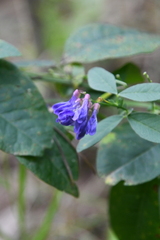 Vicia unijuga