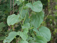Smilax tamnoides