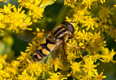 Helophilus fasciatus
