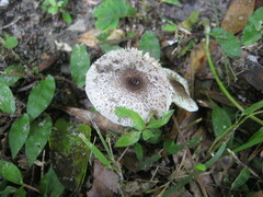Leucoagaricus meleagris