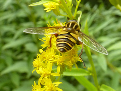 Helophilus fasciatus