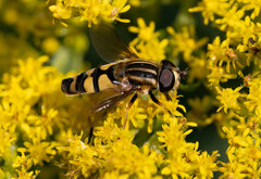 Helophilus fasciatus