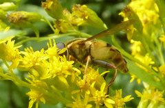 Helophilus fasciatus