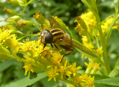 Helophilus fasciatus