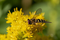 Syrphus rectus