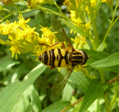Helophilus fasciatus