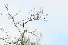 Pelargopsis capensis