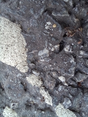 Formica cinerea