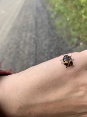 Labidomera clivicollis