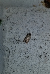 Agonopterix pulvipennella