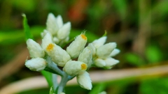 Pseudognaphalium obtusifolium