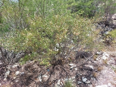 Acaciella angustissima