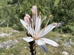 Asphodelus albus