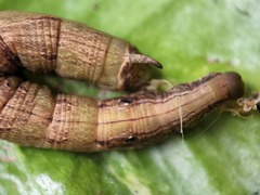 Eupanacra tiridates