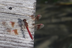 Sympetrum pedemontanum