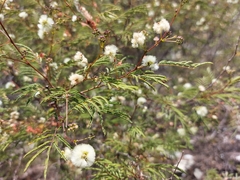 Acaciella angustissima
