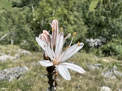 Asphodelus albus
