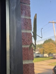 Tenodera angustipennis