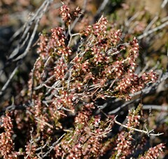 Erica inaequalis