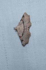 Prolophota trigonifera