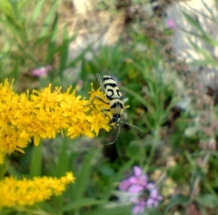 Chlorophorus varius