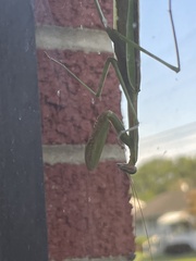 Tenodera angustipennis