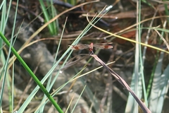 Sympetrum pedemontanum