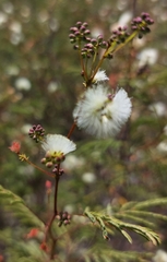 Acaciella angustissima