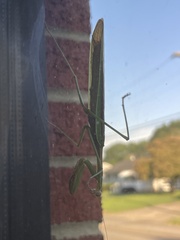 Tenodera angustipennis