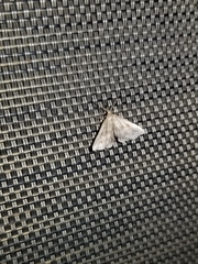 Phalaenostola metonalis