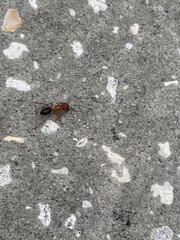Camponotus floridanus