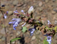 Salvia tomentosa