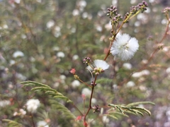 Acaciella angustissima