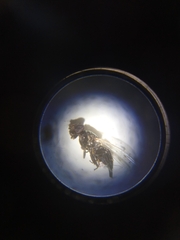 Milichiidae