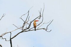 Pelargopsis capensis