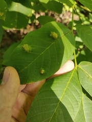 Aceria erinea