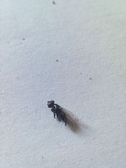 Milichiidae