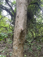 Roseodendron donnell-smithii