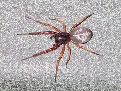 Trachelas tranquillus