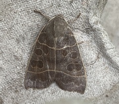 Ipimorpha pleonectusa