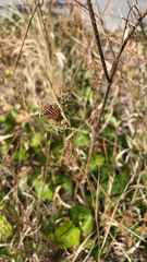 Graphosoma italicum italicum