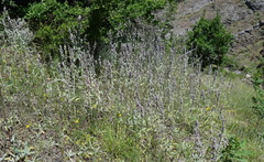 Stachys cretica