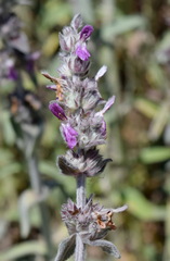 Stachys cretica